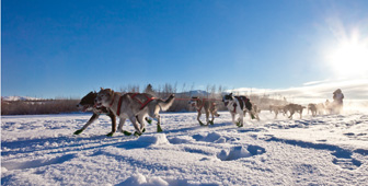 Hundekjøring Geilo